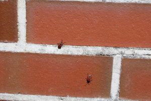 bugs on brick